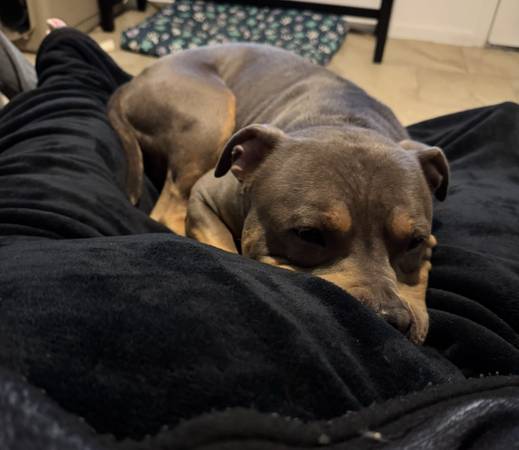 Rehoming a 2yr old tricolor Male Pittie63859317434241124