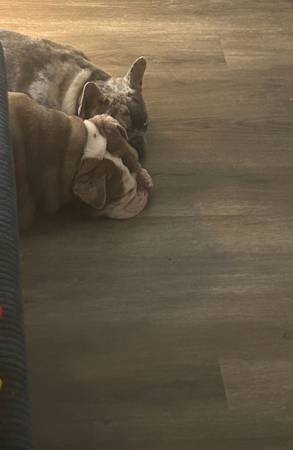 Rehoming English Bulldog (Kirkland)63654944673281121