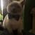 Ragdoll mixes 9 thumbnail