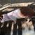 Pig 1 thumbnail