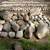 Rocks Boulders, landscaping 1 thumbnail