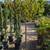 Patio Tree 9 thumbnail