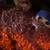 Rehoming gerbils 5 thumbnail