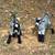 Nigerian Dwarf goats 2 thumbnail