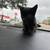Black Kitten female $80 1 thumbnail