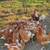 1½ year old chickens for sale 2 thumbnail