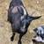 Nigerian dwarf herd 1 thumbnail