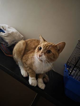 Rehome asap 1