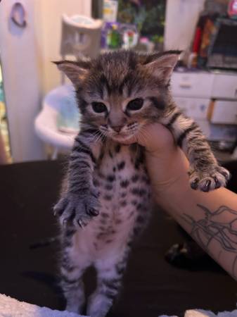 Kitten (Kennewick)63658085163011120