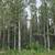 1.05 Acre lot on Brown's Lake Rd 4 thumbnail
