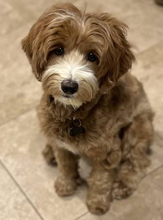 LOST dog--Please help find Tilly! (Carson)63829759383683120