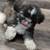 One Shih-tzu puppy 🐶  ( boy ) 4 thumbnail