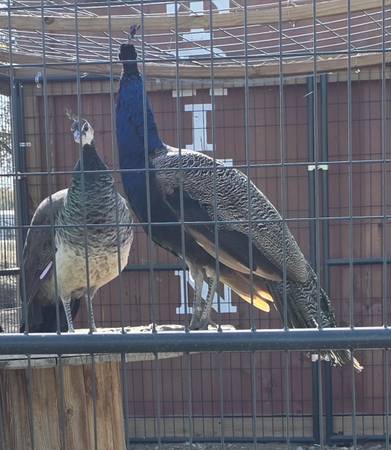 Peacock and Peahen 1