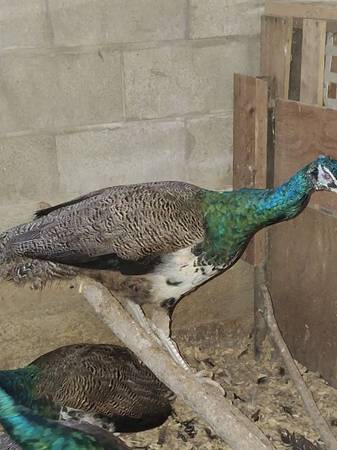 Male Peacock - $75 (Germantown)63470466194689120
