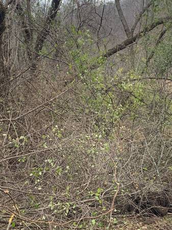 Need a Buckthorn Puller 1