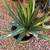 Agave Plants 2 thumbnail