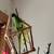 For Adoption: Indian Ringneck Parrot with cage toys food supplies 11 thumbnail
