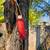 BOW-GORGEOUS ASIAN HORSE BOW-NEW 2 thumbnail