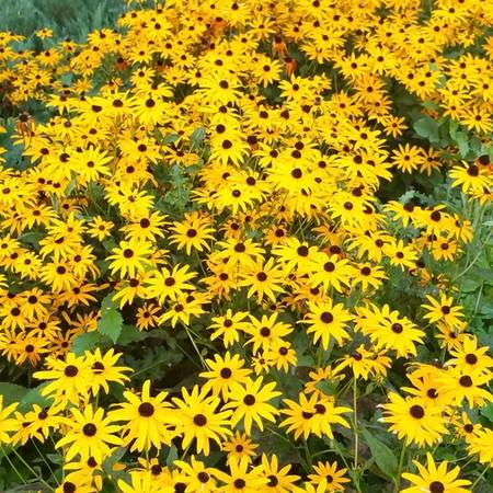 BLACK-EYED SUSANS PLANS 1