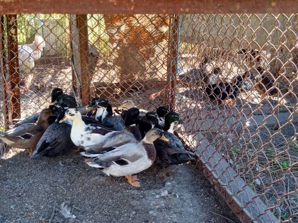 Call ducks 1