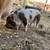 Kunekune Piglets 6 thumbnail