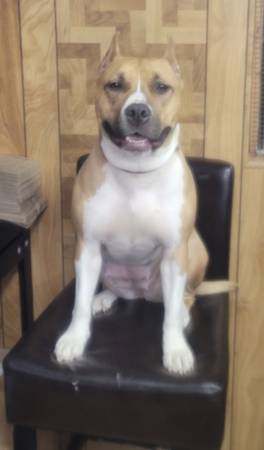 Hembra American Staffordshire Terrier (Laurens)63661490005763122