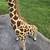 Melissa & Doug Plush Giraffe Stuffed Animal Toy 4.5 Feet Tall 4 thumbnail