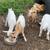 Fainting goats 2 thumbnail