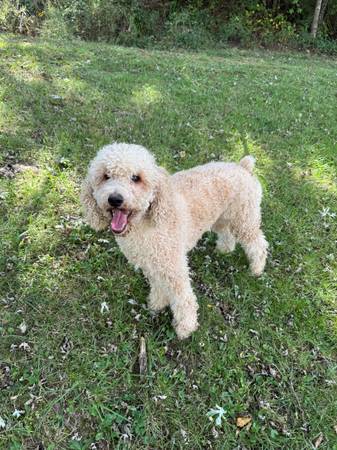 Moyen Poodle63983451278082121