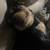 rottweiler puppy 1 thumbnail