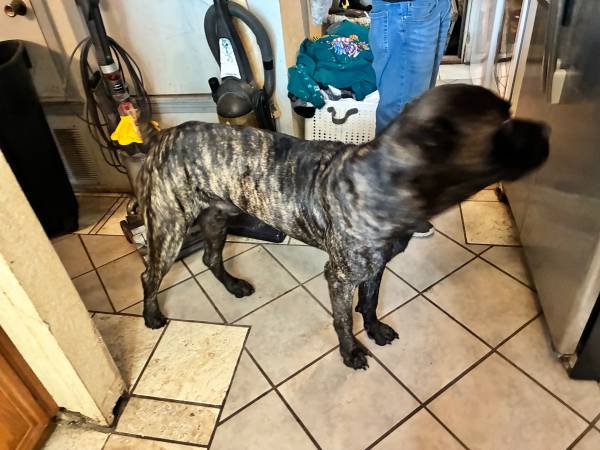 Cane Corso 2 year old MALE for sale63670591415427120
