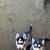 Husky puppies rehoming 18 thumbnail