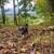 16+ Acres in Paxinos ~ Mountain Road, Paxinos, PA 17860 7 thumbnail
