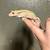 2 crested geckod 2 thumbnail