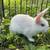 Baby satin rex bunny rabbit $25 1 thumbnail