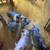 Meat, Breeding Gilts & Boar 10 thumbnail