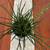 House Plant - Spear Plant 4 thumbnail