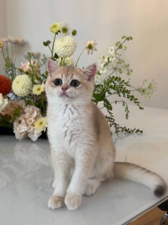 Gatita gris y crema (Seattle)63869711732609121