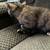 Female Tortie Exotic 4 thumbnail