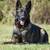 Akc German shepherds Working line 5 thumbnail