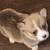 Corgis 12 thumbnail