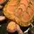 Red ear slider morphs 2 thumbnail