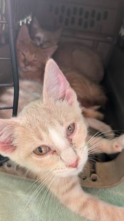 Male kittens 1