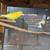 Parakeets 2 thumbnail