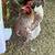 Chickens/chicks blue red  laced Wyandottes chicks 7 thumbnail