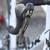 Look 595 Lightweight Full Carbon Hand Made Race Bike w/ Dura-Ace - XXL 14 thumbnail