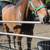5 year old Thoroughbred Gelding 1 thumbnail
