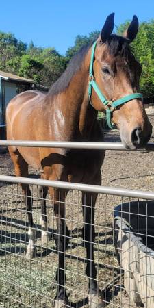 5 year old Thoroughbred Gelding 1