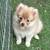 Pomeranians 5 thumbnail