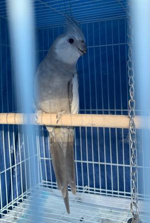 Male Whiteface cockatiel- not tame 1